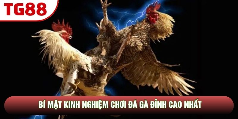 Bí mật kinh nghiệm chơi đá gà đỉnh cao nhất