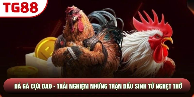 Đá Gà Cựa Dao - Trải Nghiệm Những Trận Đấu Sinh Tử Nghẹt Thở