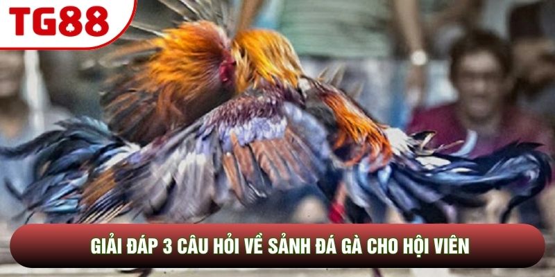 Giải đáp 3 câu hỏi về sảnh đá gà cho hội viên Giải đáp 3 câu hỏi về sảnh đá gà cho hội viên