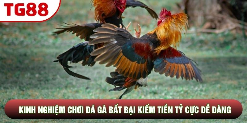 Kinh Nghiệm Chơi Đá Gà Bất Bại Kiếm Tiền Tỷ Cực Dễ Dàng