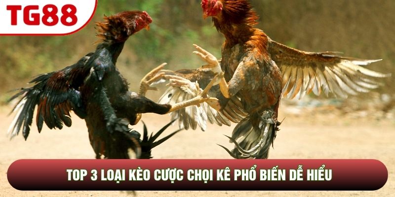 Top 3 loại kèo cược chọi kê phổ biến dễ hiểu Top 3 loại kèo cược chọi kê phổ biến dễ hiểu