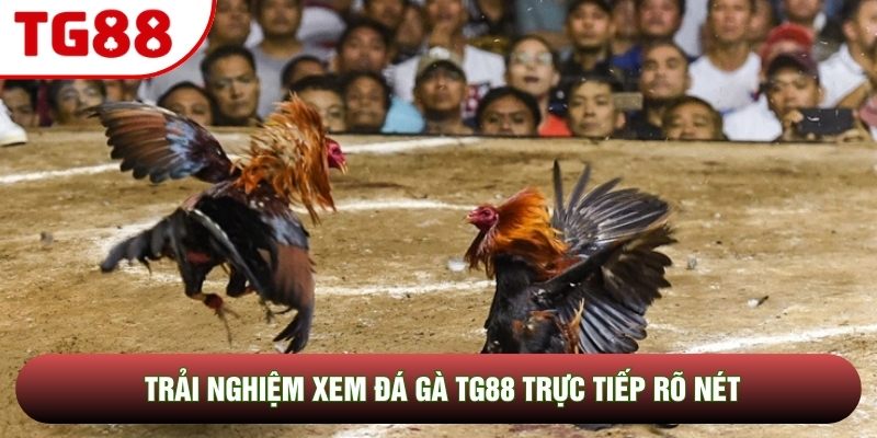 Trải nghiệm xem đá gà TG88 trực tiếp rõ nét Trải nghiệm xem đá gà TG88 trực tiếp rõ nét