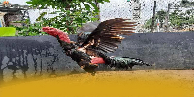 Câu hỏi thường gặp về W88 Câu hỏi thường gặp về W88